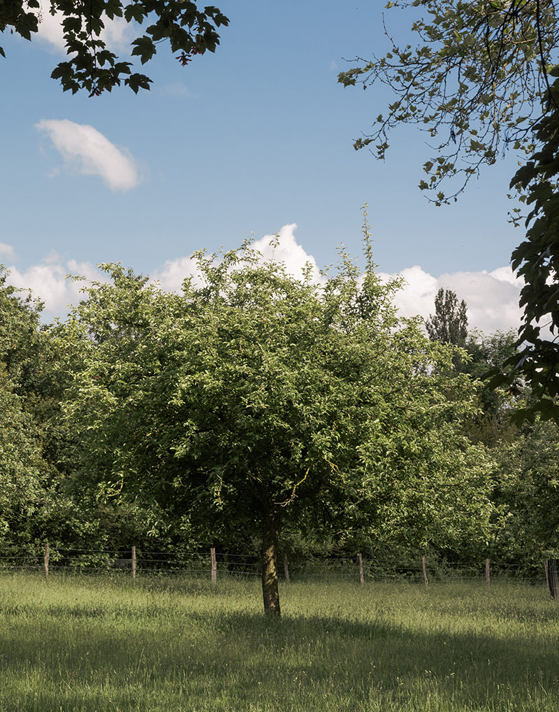 pommier-cidre-normandie